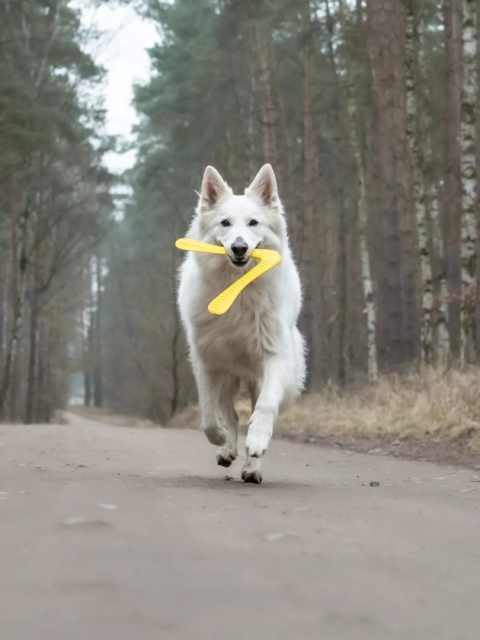 Fiboo Fiboom zabawka szarpak bumerang ŻÓŁTY